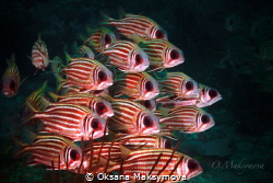 School of blotcheye soldierfish (Myripristis berndti) by Oksana Maksymova 